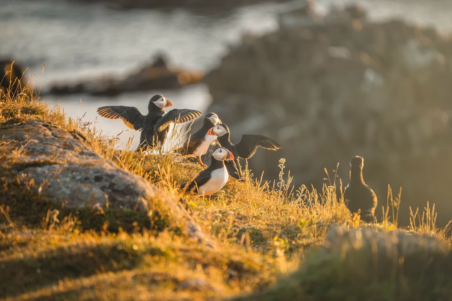Where to See Puffins in Newfoundland and Labrador